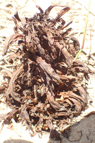 Image of Hyobanche robusta by (c) Nicola van Berkel, some rights reserved (CC BY-SA)