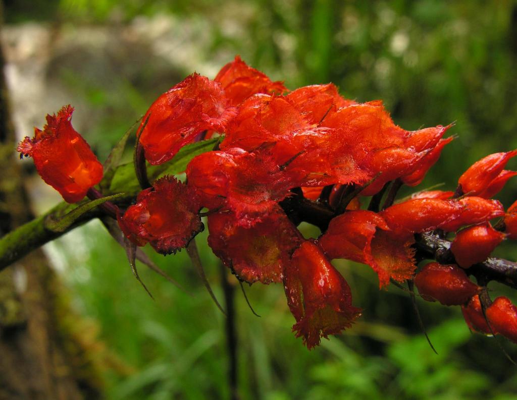 Elleanthus oliganthus