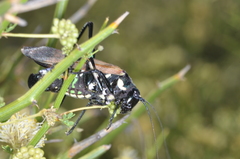 Scaphura elegans