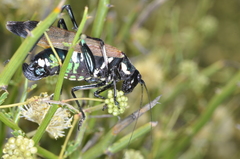Scaphura elegans