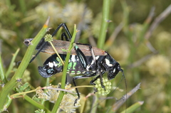Scaphura elegans