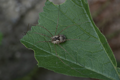 Metaphalangium cirtanum