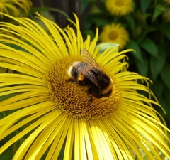 Bombus terrestris