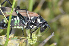 Scaphura elegans