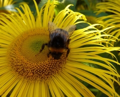 Bombus terrestris