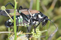 Scaphura elegans