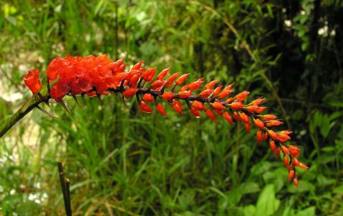 Elleanthus oliganthus