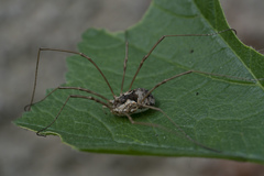 Metaphalangium cirtanum