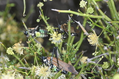 Scaphura elegans