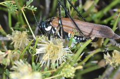 Scaphura elegans