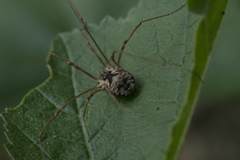 Metaphalangium cirtanum