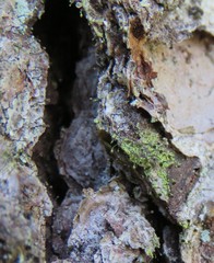 Chaenotheca chrysocephala
