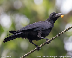 Corvus macrorhynchos culminatus