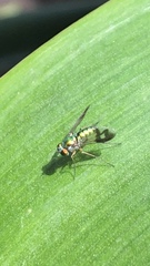 Dolichopodidae