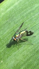 Dolichopodidae