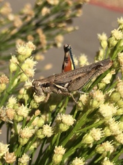 Melanoplus cinereus