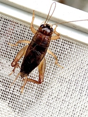 Anurogryllina