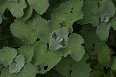 Pseudodictamnus acetabulosus