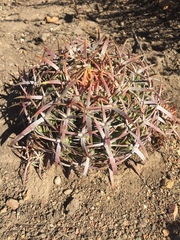 Ferocactus viridescens