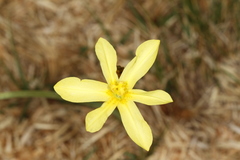 Irideae