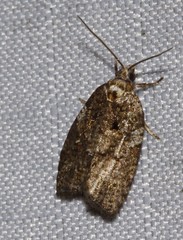 Acleris variana