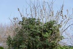 Pseudodictamnus acetabulosus