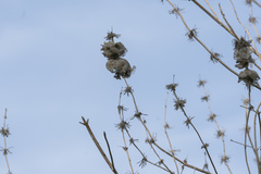 Pseudodictamnus acetabulosus