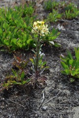 Erysimum menziesii