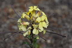 Erysimum menziesii