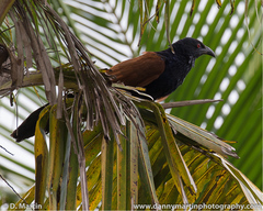 Centropus sinensis parroti