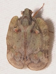 Flataloides scabrosus