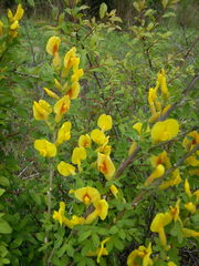 Chamaecytisus