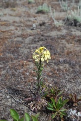 Erysimum menziesii