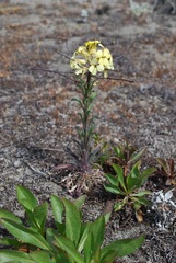 Erysimum menziesii