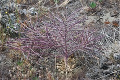 Erysimum menziesii