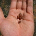 Gilkeya compacta - Photo (c) Jonathan Frank, algunos derechos reservados (CC BY-NC-ND), subido por Jonathan Frank