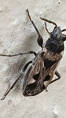 Caprochromus moerens