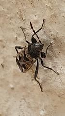 Caprochromus moerens