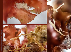 Phyllophora crispa