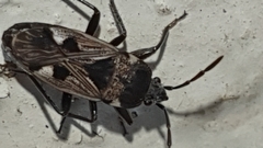 Caprochromus moerens