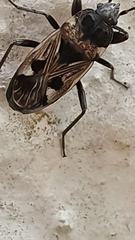 Caprochromus moerens