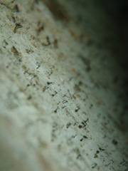 Chaenotheca xyloxena