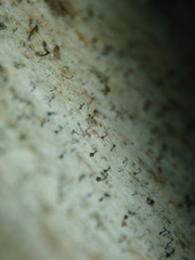 Chaenotheca xyloxena