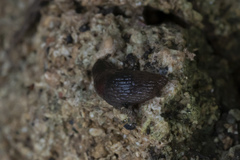 Deroceras neuteboomi