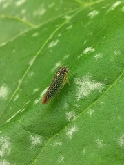 Macugonalia cavifrons