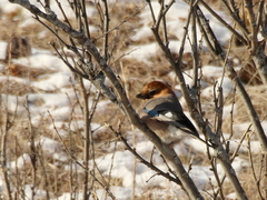 Garrulus glandarius brandtii