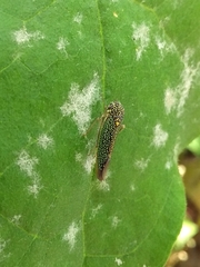 Macugonalia cavifrons