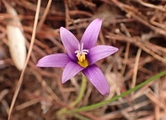 Romulea tempskyana