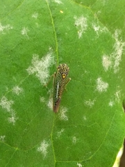 Macugonalia cavifrons