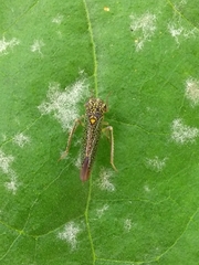 Macugonalia cavifrons